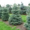 Пихта Одноцветная