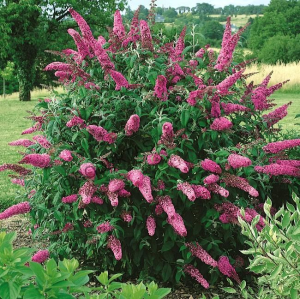 Буддлея Давида Роял Ред