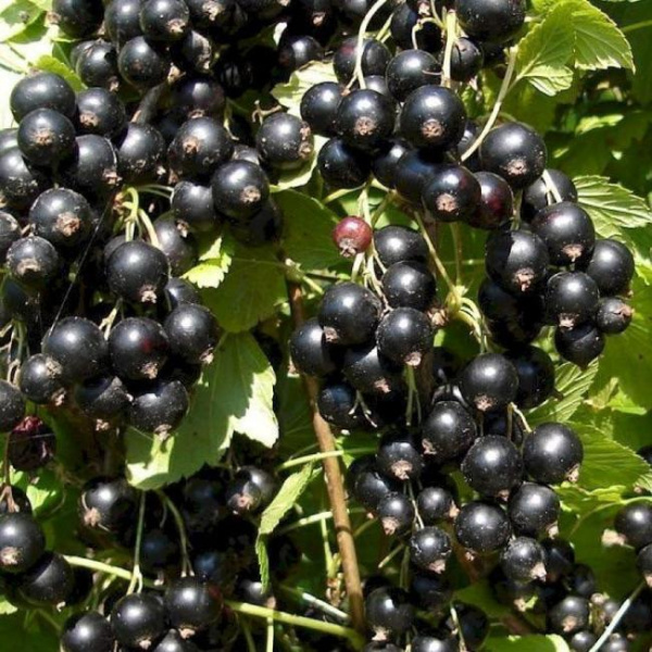 Смородина чёрная Оджебин