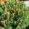 Сосна Горная  Ротундата