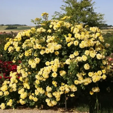 Роза шраб Лихткенигин Лючия (Lichtkonigin Lucia)