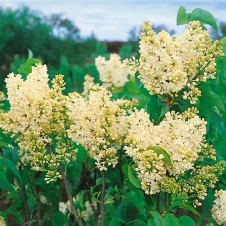 Сирень обыкновенная Примроуз