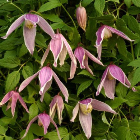 Клематис винограднолистный Колумелла