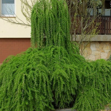 Лиственница Европейская
