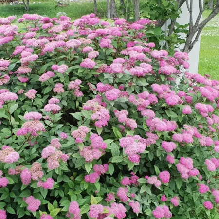 Спирея японская Манон