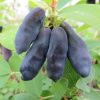 Жимолость Блю Банан
