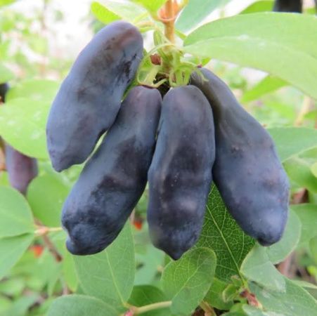 Жимолость Блю Банан