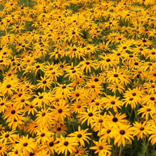 Рудбекия блестящая Голдштурм