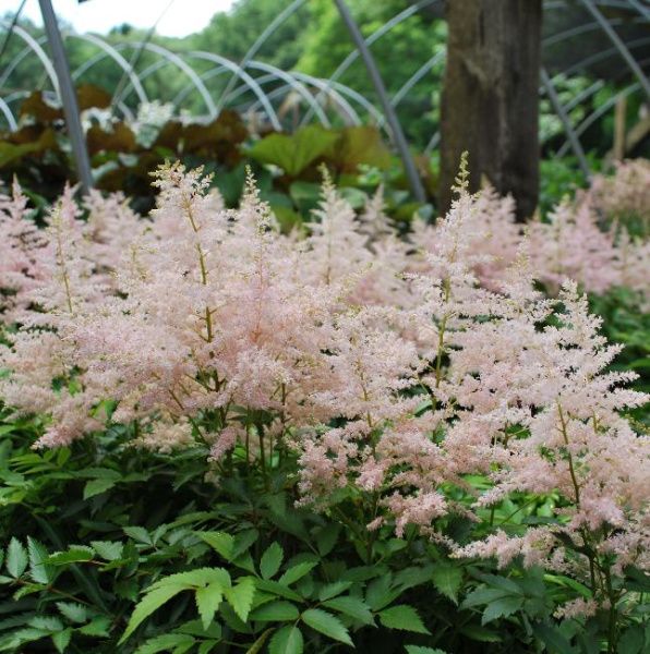 Астильба Юник Сильвер Пинк