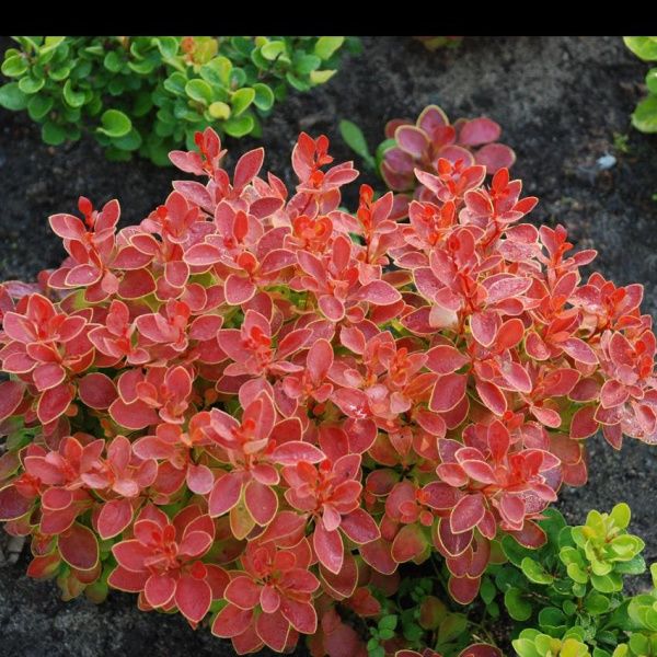 Барбарис Тунберга Адмирейшн