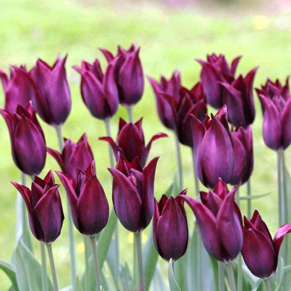 Луковицы Тюльпан Бургунди (5 шт), размер 10/11