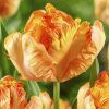Луковицы Тюльпан Пэррот Кинг (5 шт), размер 10/11