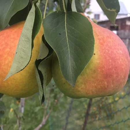 Груша Просто "Мария"