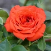 Роза миниатюрная Оранж Джувел (Orange Juwel)