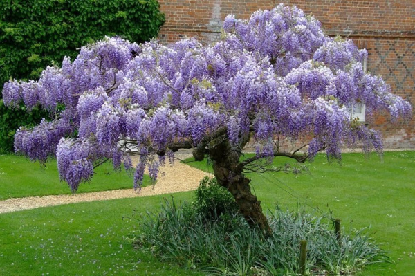 Глициния китайская (Вистерия)