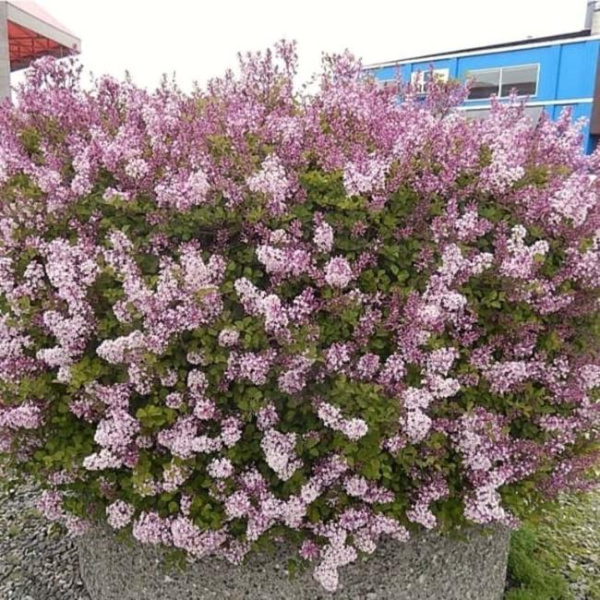 Сирень Джози