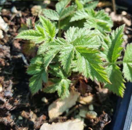 Ежевика Карака Блэк 