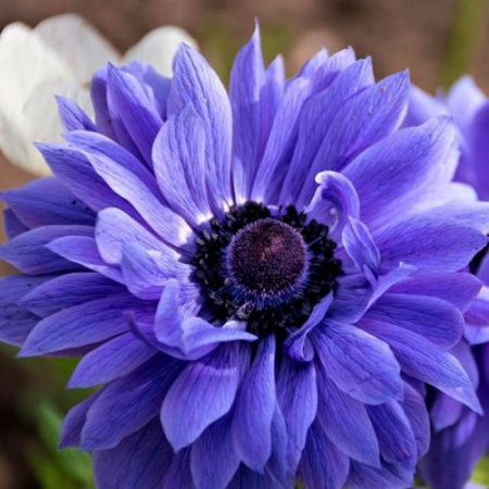 Луковицы Анемон Лорд Лейтенант (15 шт), размер 5/6