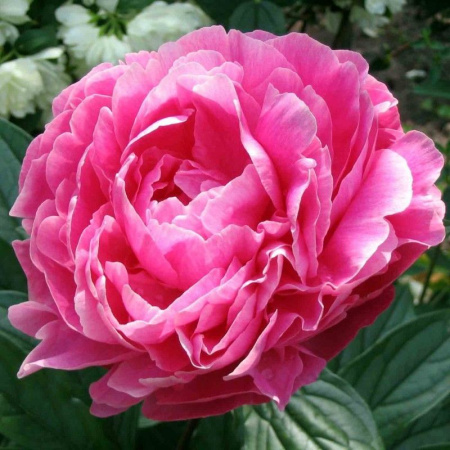 Пион Виктуар Де Ла Марн