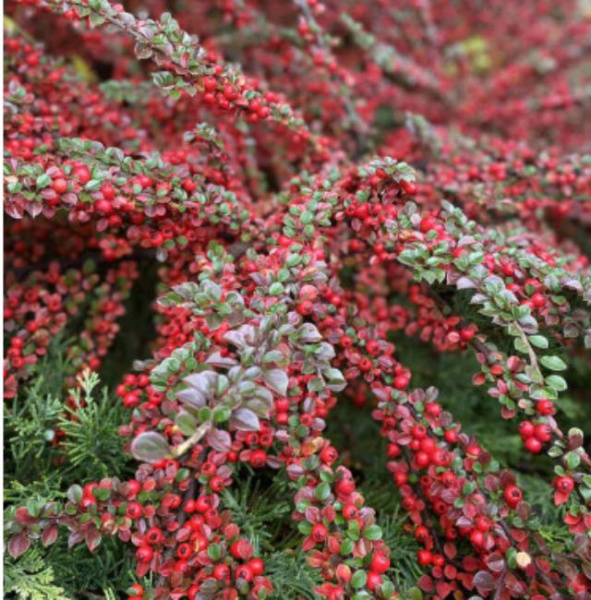 Кизильник Даммера Майор