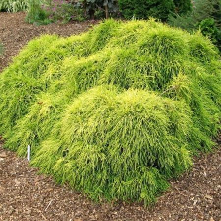 Кипарисовик Санголд