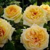 Роза чайно-гибридная Голден Тауэр (Golden Tower)