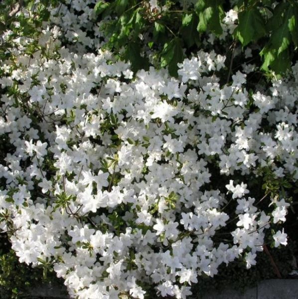 Азалия (рододендрон тупой) Ольга Ниблетт