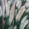 Пеннисетум лисохвостный Фокстрот