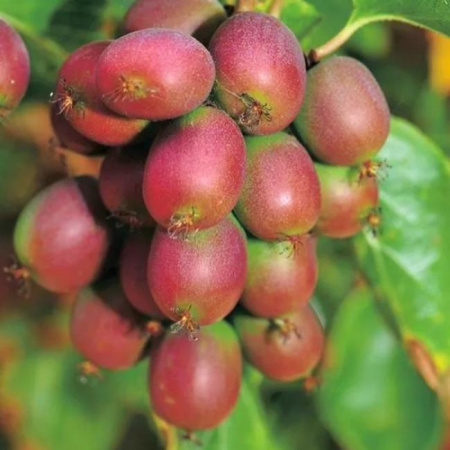 Актинидия Ананасная (жен)