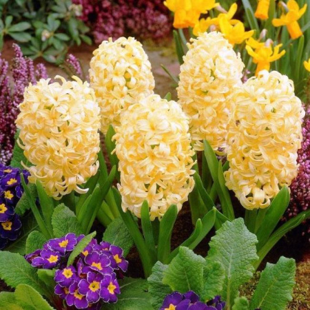 Луковицы Гиацинт Сити оф Харлем (3 шт), размер 14/15