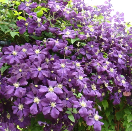 Клематис Этоль Вайолет