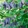 Жимолость Блю Банан 