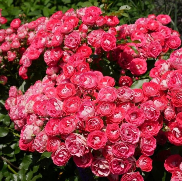 Роза флорибунда Розиге Ландростай (Rosige Landdrostei)