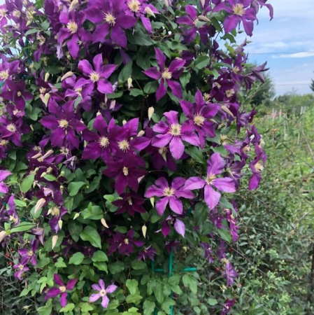 Клематис Космическая мелодия