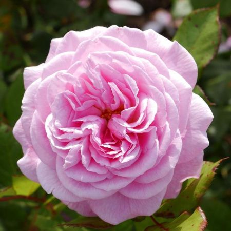 Роза флорибунда Розенгрефин Мария Генриетта (Rosengräfin Marie Henriette)