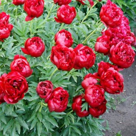 Пион молочноцветковый Бакай Белл