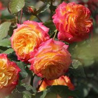 Роза шраб Марсель ан Флёрс (Marseille en Fleurs)