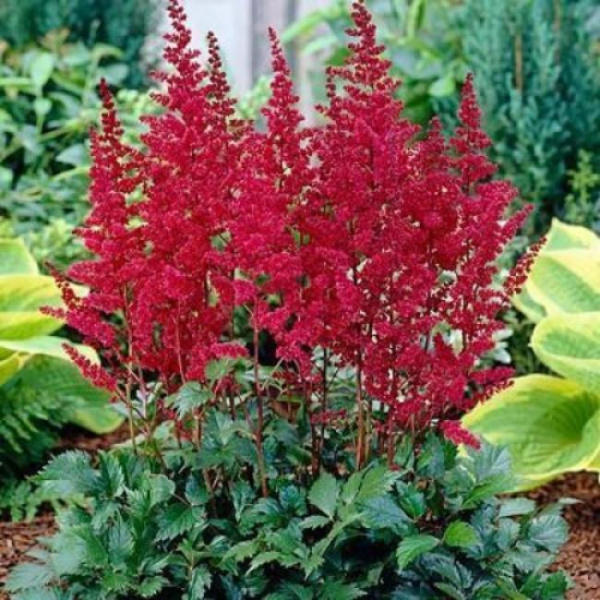 Астильба арендса Фанал