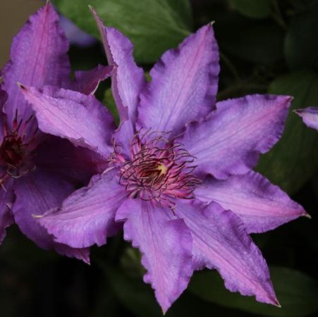 Клематис тёмно-фиолетовый Мария Луиза