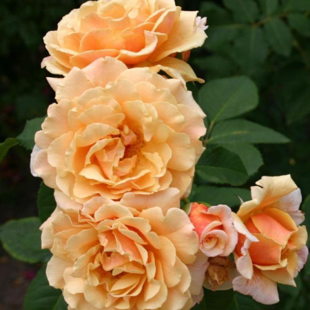 Роза шраб Карамелла (Caramella)