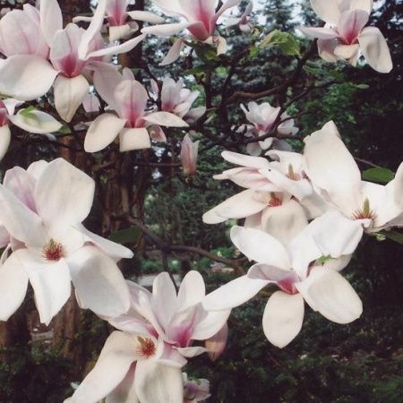 Магнолия Суланжа Специоза