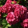 Гортензия крупнолистная Хот Ред