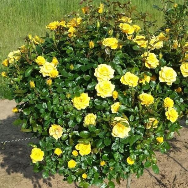 Роза флорибунда Флауэр Пауэр Голд (Flower Power Gold)