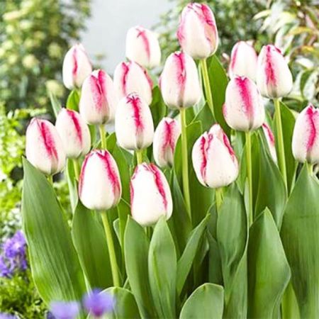 Луковицы Тюльпан Плейгел (5 шт), размер 10/11