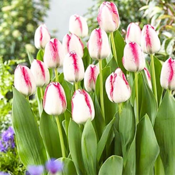 Луковицы Тюльпан Плейгел (5 шт), размер 10/11