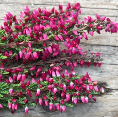 Вереск обыкновенный Афина