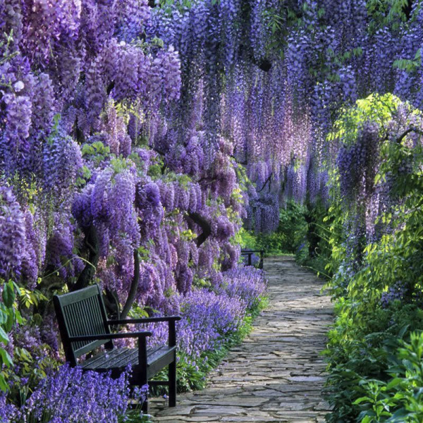 Глициния китайская (Вистерия)