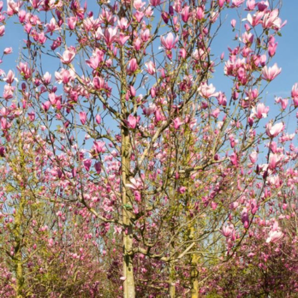 Магнолия Спектрум