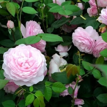 Роза чайно-гибридная Оливия (Olivia)