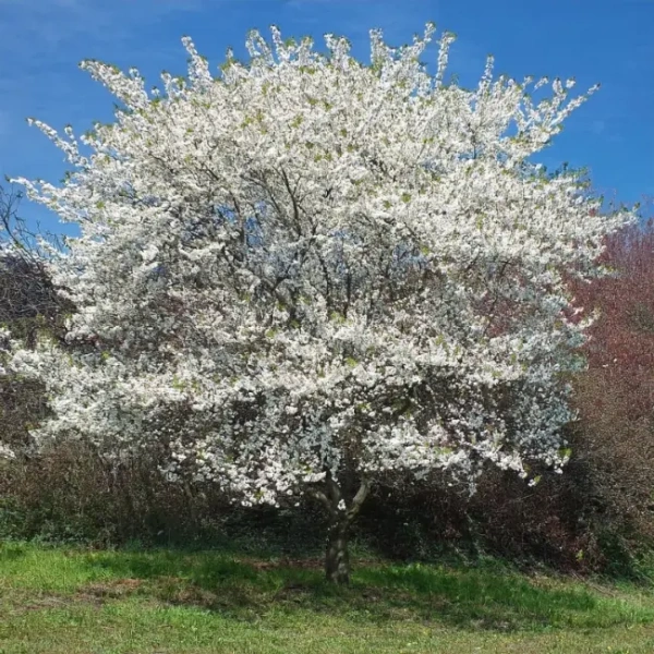 Вишня декоративная Сакура Ямадей